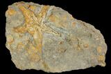 Fossil Starfish (Petraster?) & Edrioasteroids - Morocco #141868-1